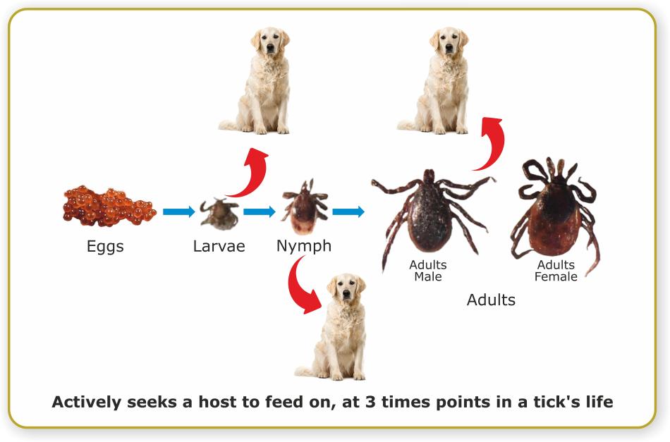 Causes of ticks in dogs clearance